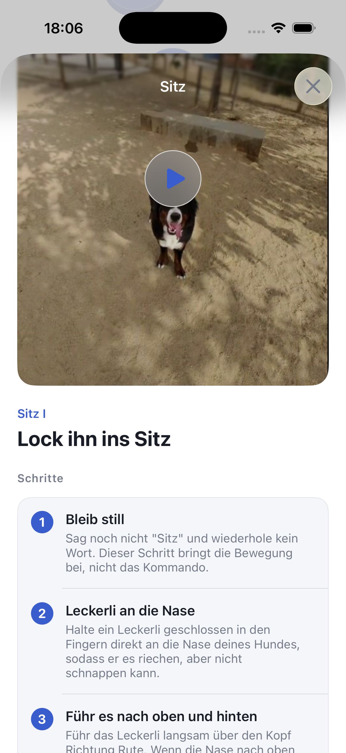 Trainiere deinen Hund in 5 Minuten am Tag