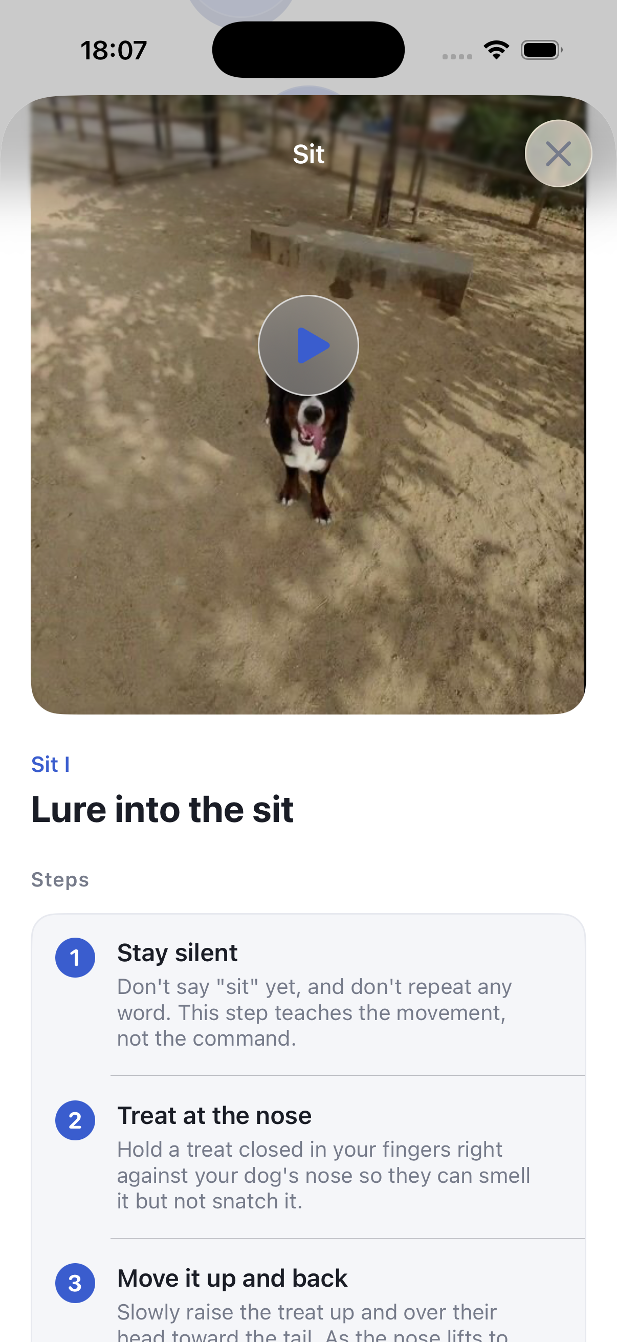 Train your dog in 5 minutes a day