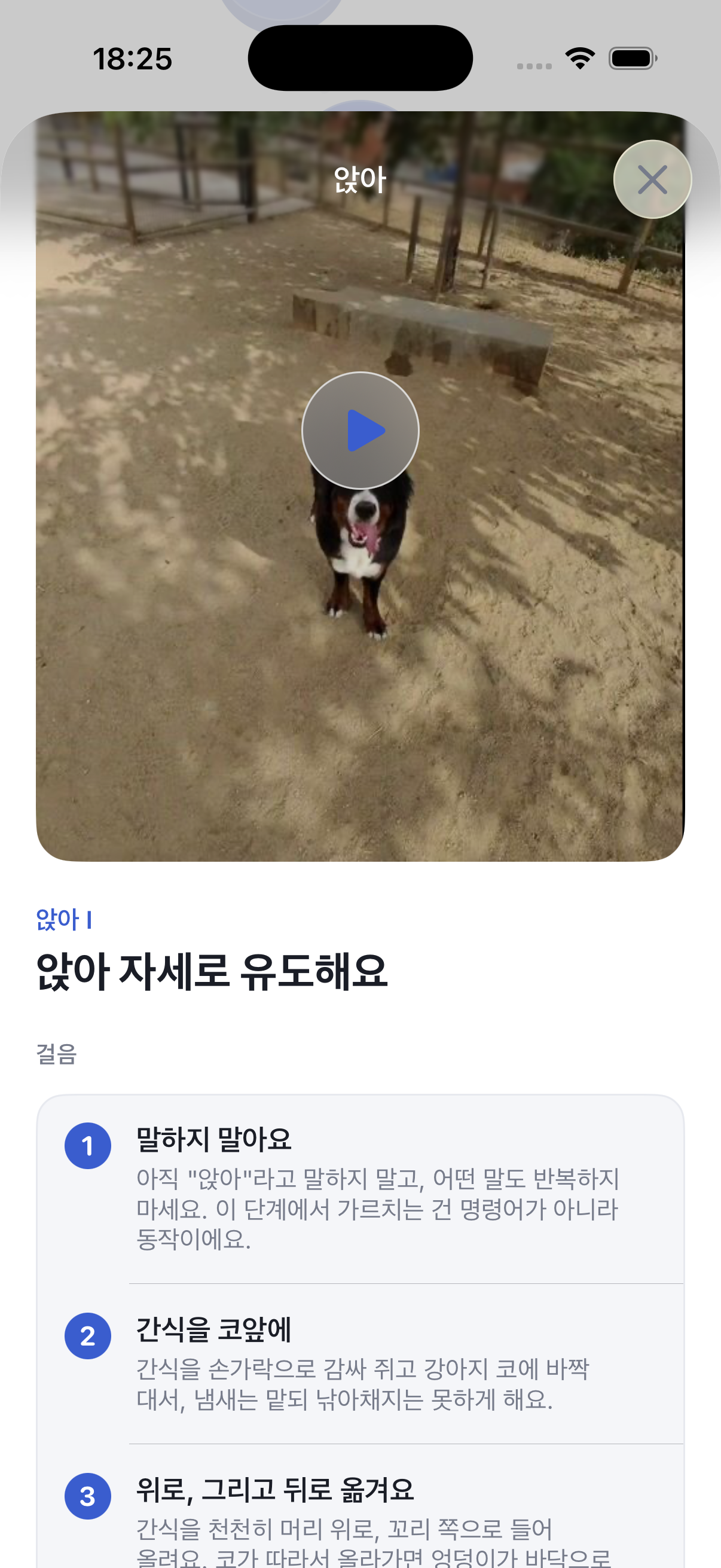 하루 5분이면 강아지 훈련 끝
