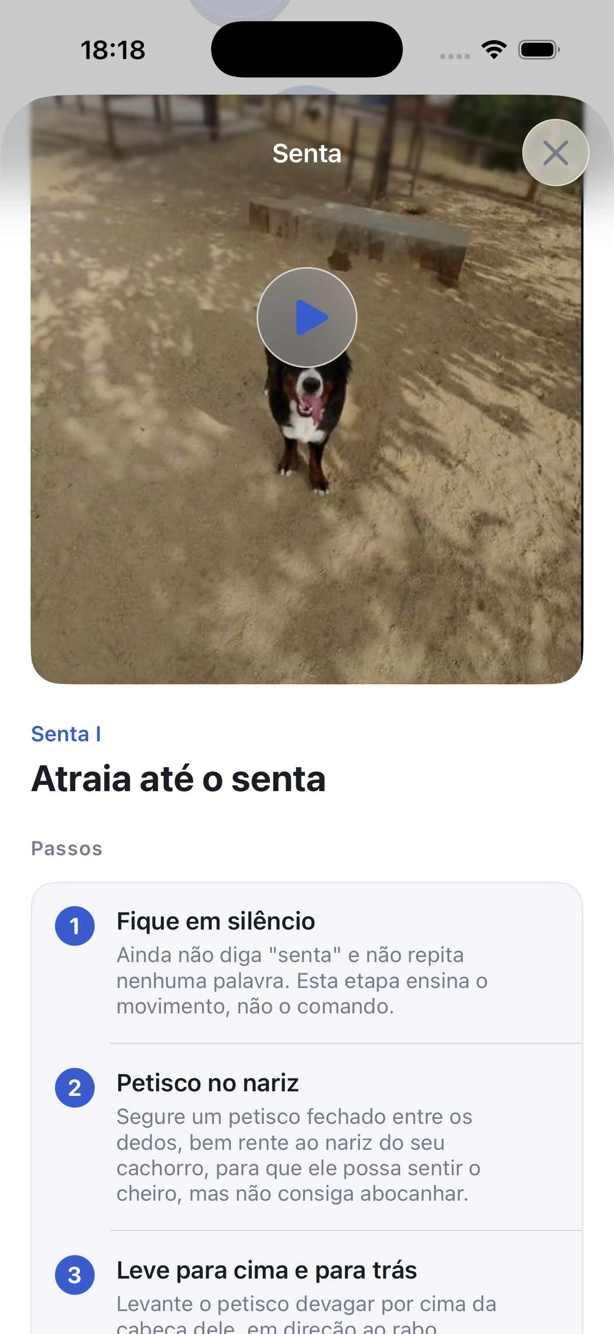 Adestre seu cão em 5 minutos por dia