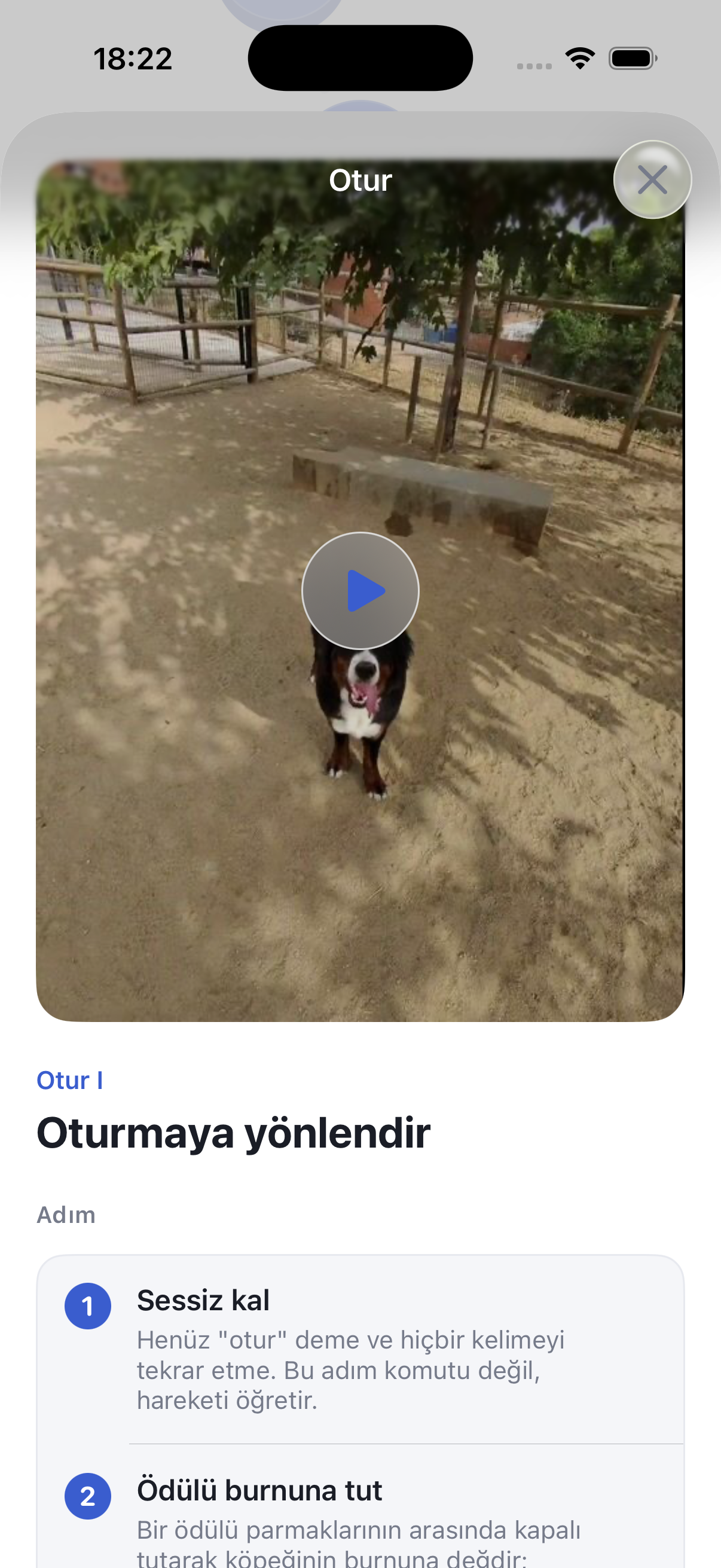 Köpeğini günde 5 dakikada eğit